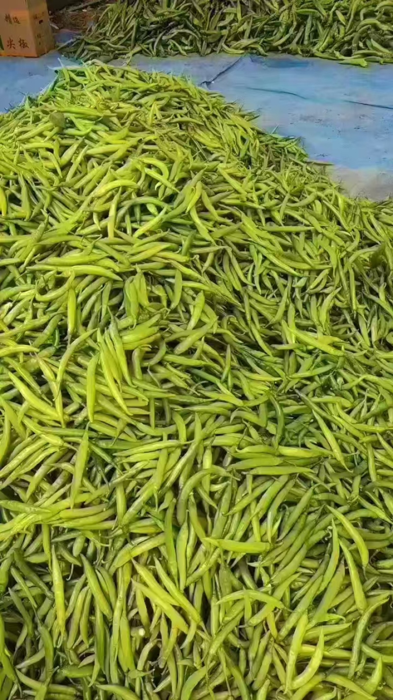 【一手货源】山东杭椒大量上市海量货源全国发货量大从优