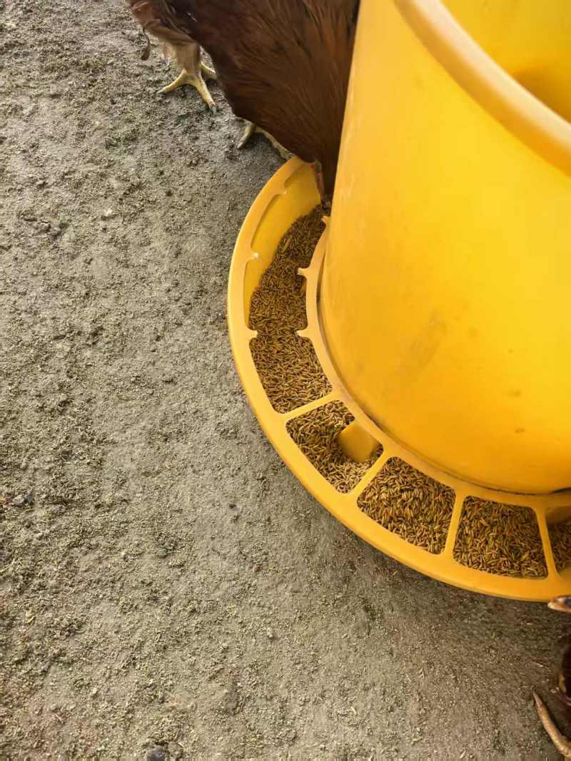 清远鸡广东清远养殖场直供，规格齐全，品质保证，可视频看货