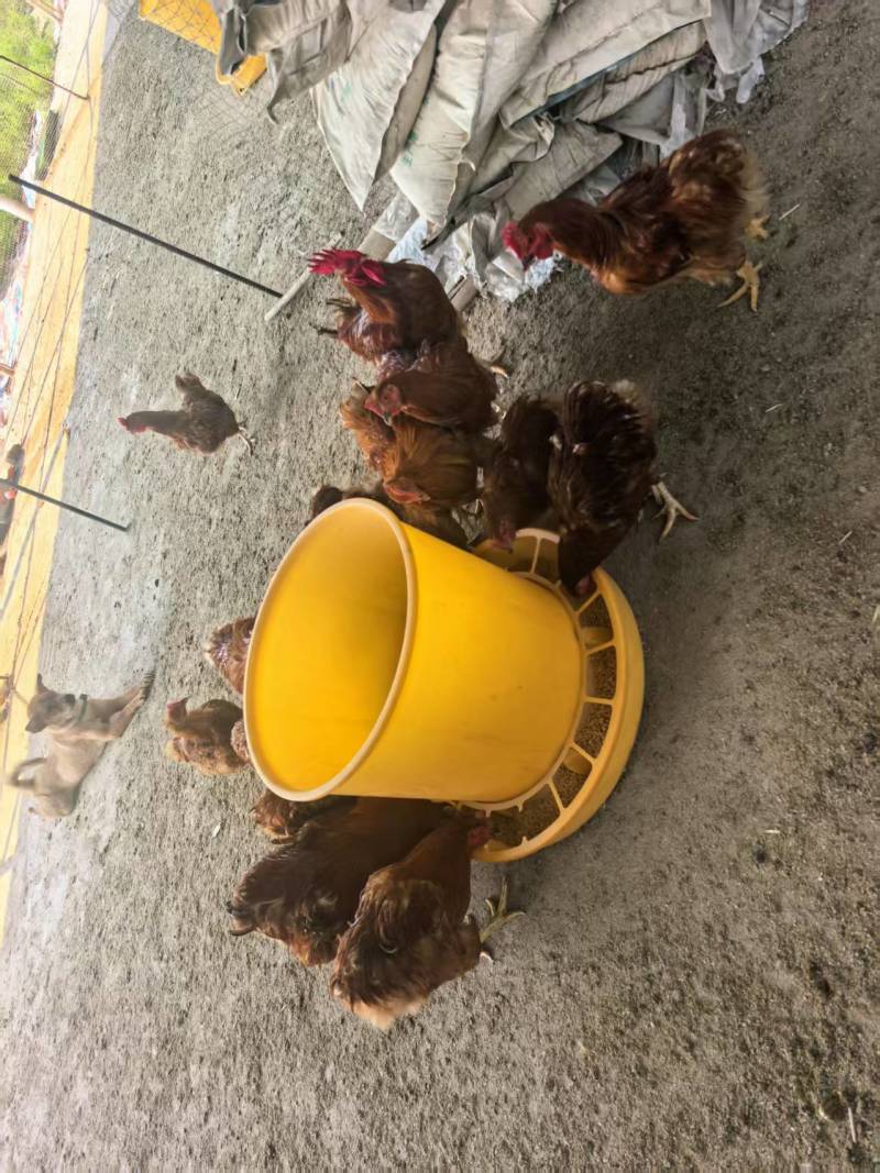 清远鸡广东清远养殖场直供，规格齐全，品质保证，可视频看货