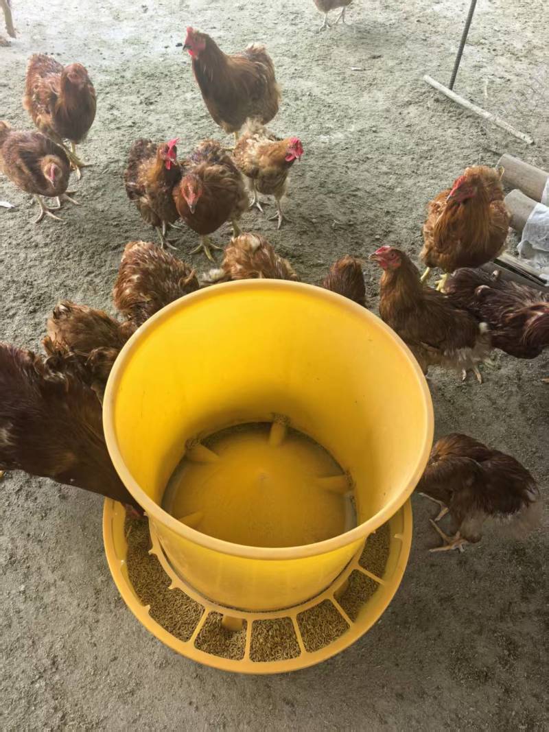 清远鸡广东清远养殖场直供，规格齐全，品质保证，可视频看货