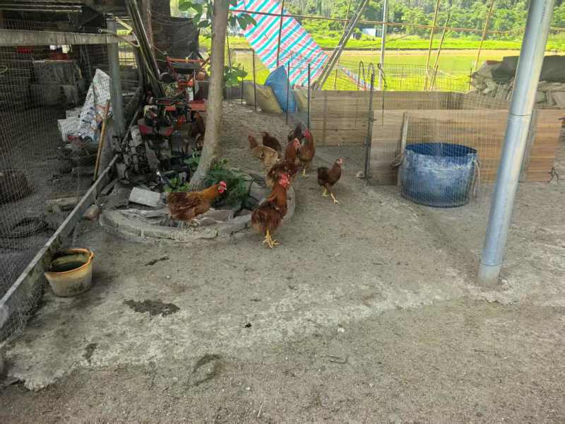 清远鸡广东清远养殖场直供，规格齐全，品质保证，可视频看货