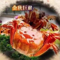 大闸蟹品质保证诚信经营量大从优欢迎来电