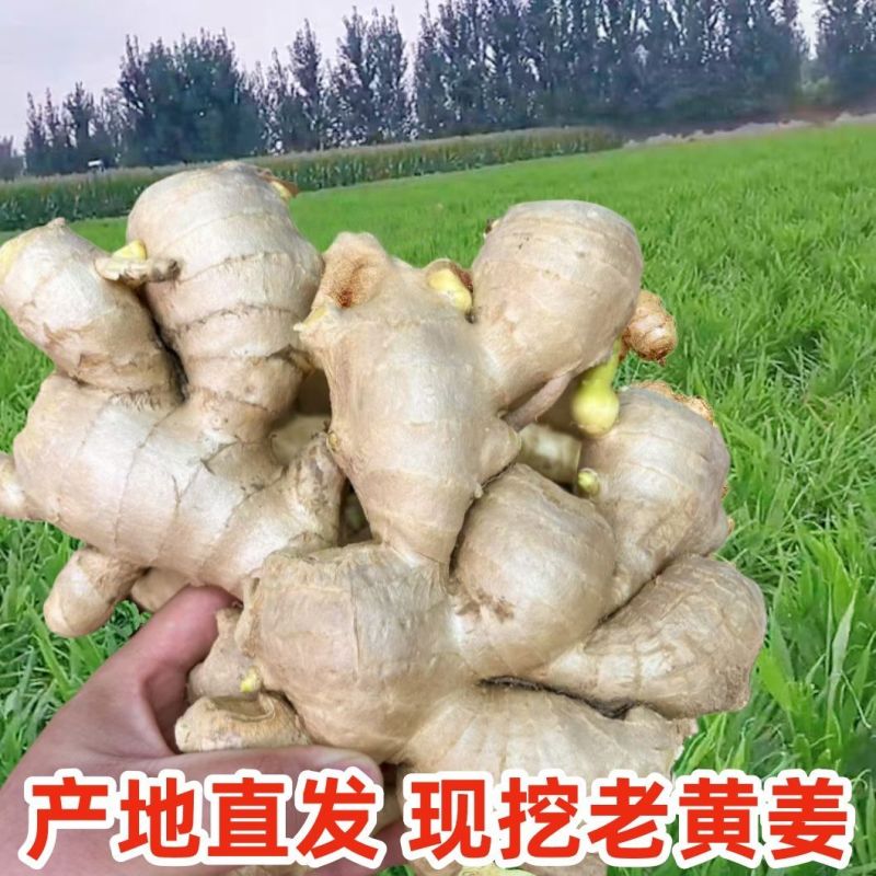 【热卖】大黄姜生姜产地直供一件代发视频看货选货