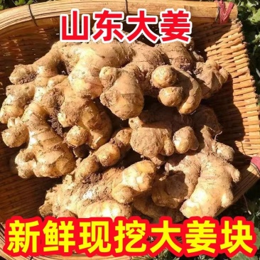 【推荐】山东大黄姜生姜产地直发，电商一件代发
