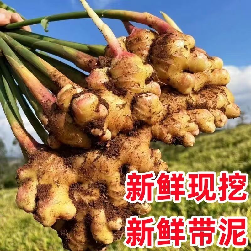 【推荐】山东大黄姜生姜产地直发，电商一件代发