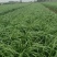 移栽头道韭菜当季现货新鲜现摘，产地直发品质保证，量大从优