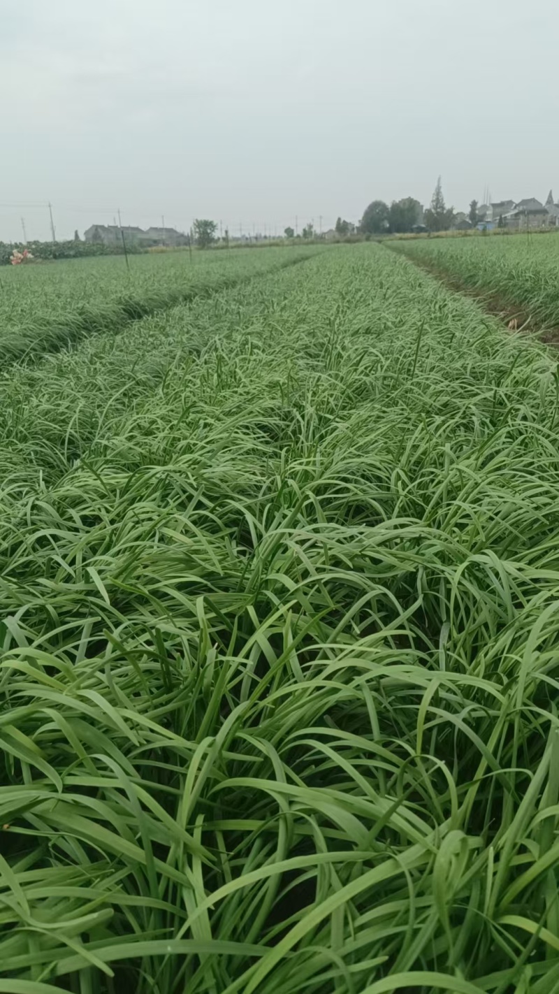 移栽头道韭菜当季现货新鲜现摘，产地直发品质保证，量大从优
