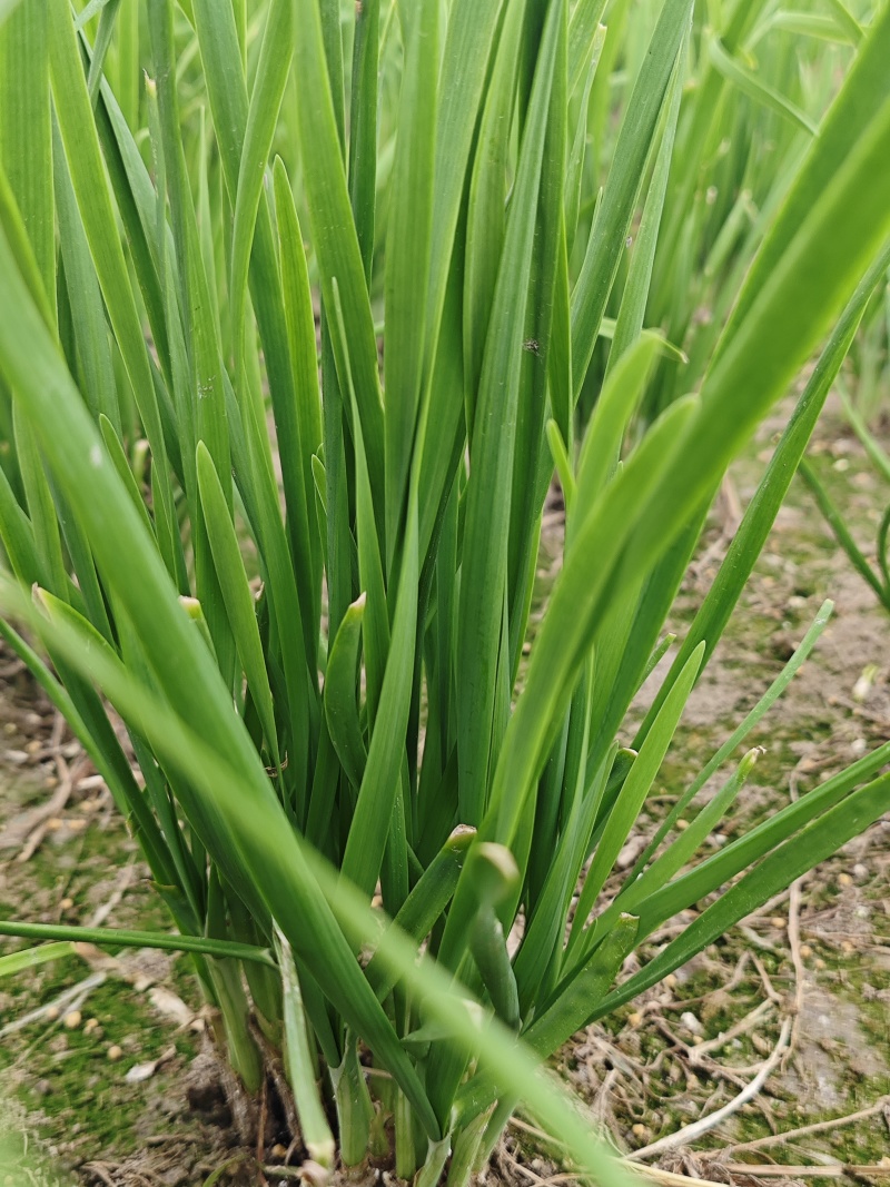移栽头道韭菜当季现货新鲜现摘，产地直发品质保证，量大从优