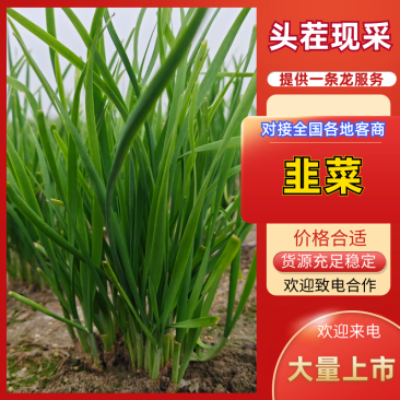 移栽头道韭菜当季现货新鲜现摘，产地直发品质保证，量大从优