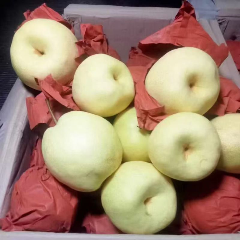 酥梨高山酥梨山西酥梨大量上市，品质无忧，可视频看货