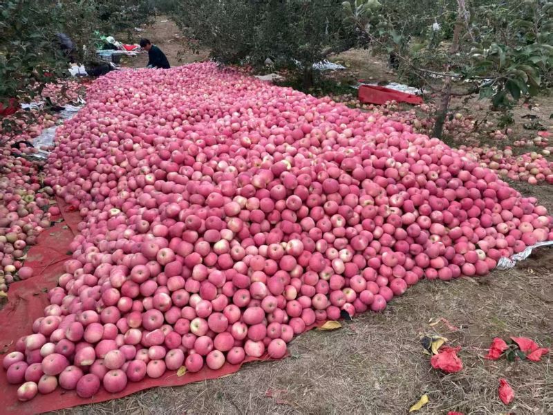 红富士苹果山西苹果大量有货对接全国口感甜脆可视频看货