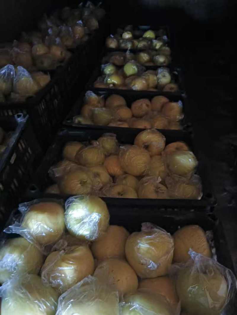 苹果黄元帅苹果膜袋苹果大量有货，产地直销，可视频看货