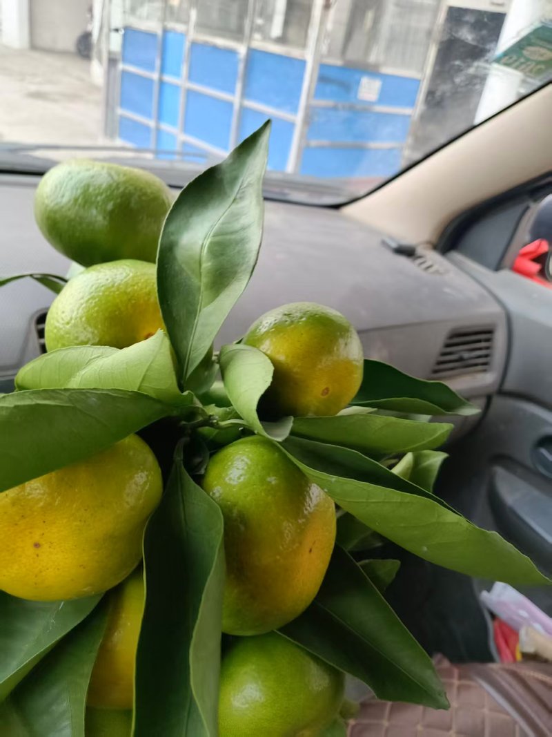 柑橘蜜橘产地直销量大质优价格优惠一手货源欢迎咨询