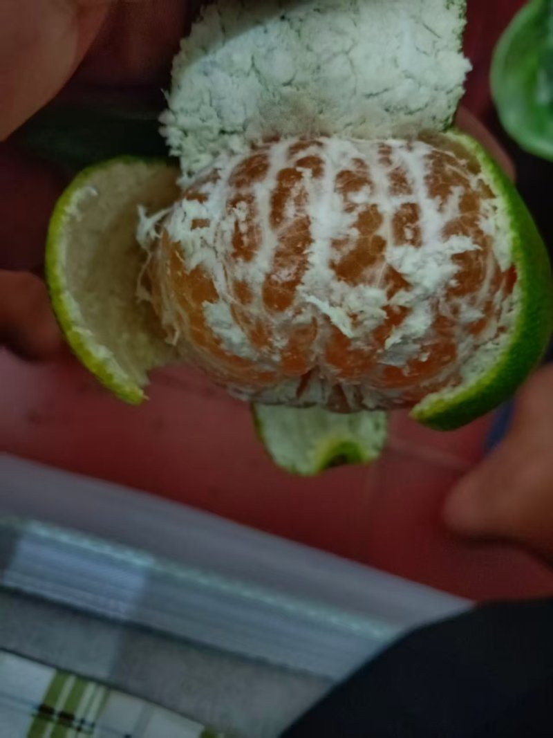 柑橘蜜橘产地直销量大质优价格优惠一手货源欢迎咨询
