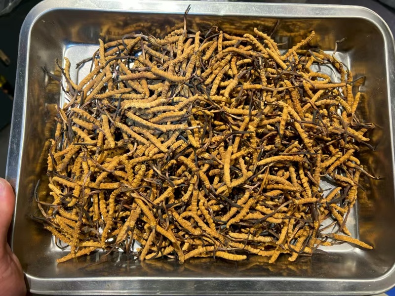 冬虫夏草虫草西藏那曲虫草冻干虫草嘢生虫草批发代发
