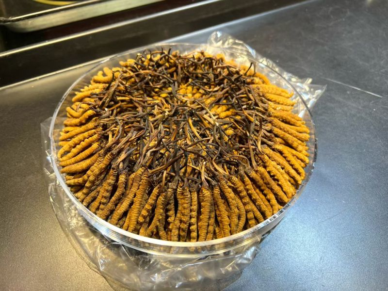 冬虫夏草虫草西藏那曲虫草冻干虫草嘢生虫草批发代发