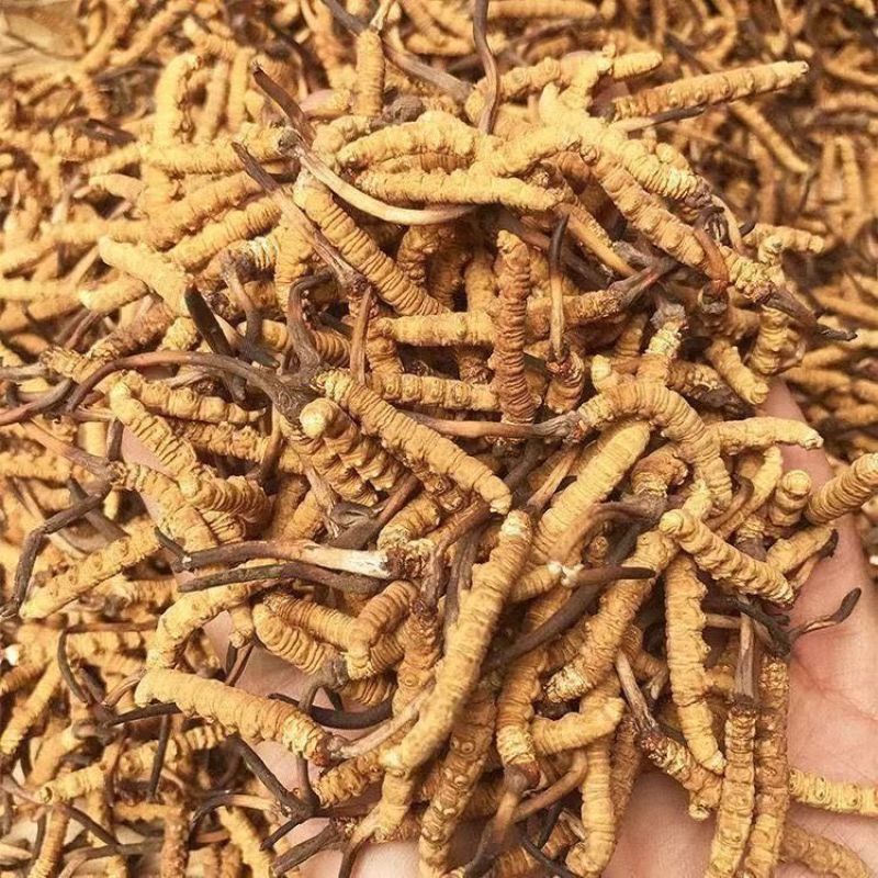冬虫夏草虫草西藏那曲虫草冻干虫草嘢生虫草批发代发