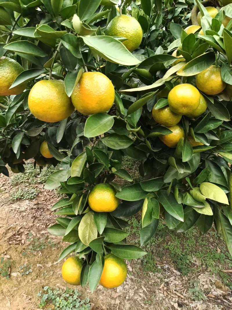 湖南精品柑橘蜜橘/桔子/量大价优/可视频看货/欢迎咨询