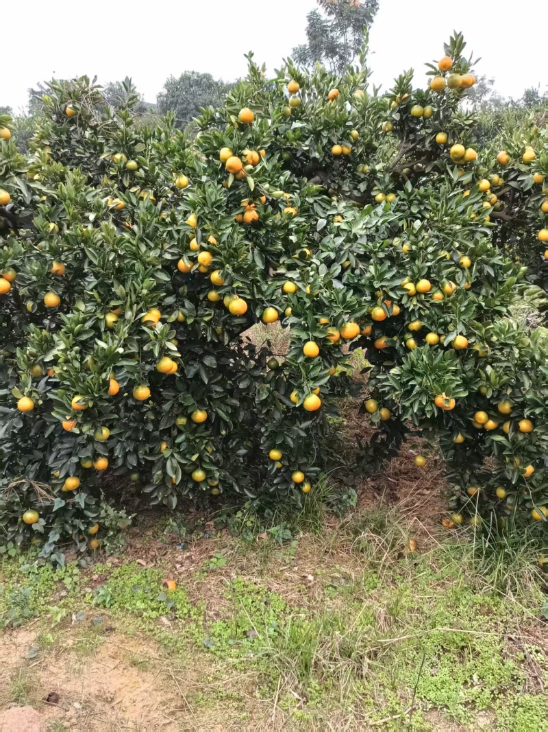 湖南精品柑橘蜜橘/桔子/量大价优/可视频看货/欢迎咨询