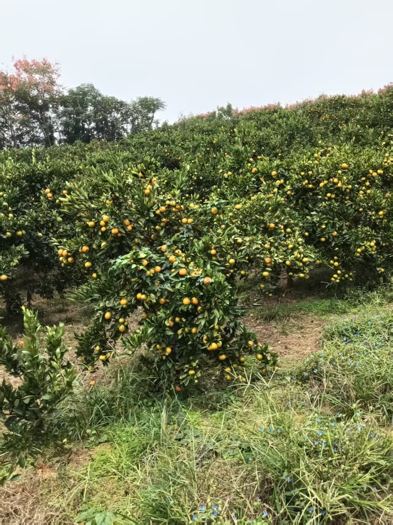 湖南精品柑橘蜜橘/桔子/量大价优/可视频看货/欢迎咨询