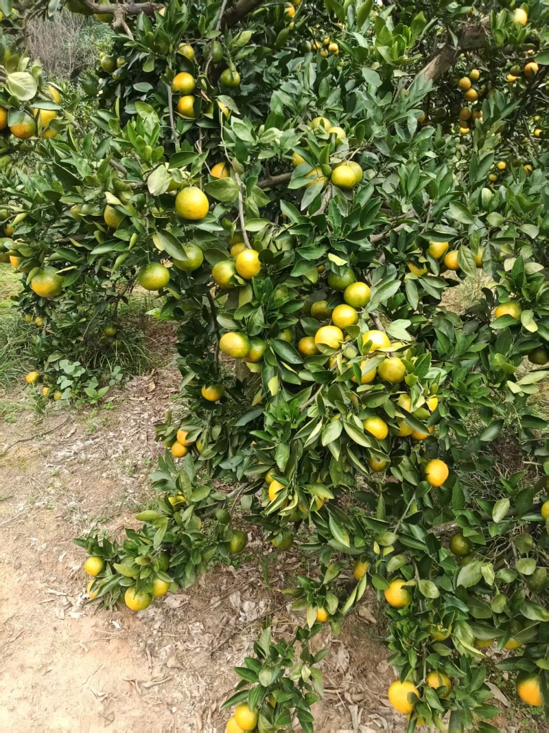 湖南精品柑橘蜜橘/桔子/量大价优/可视频看货/欢迎咨询