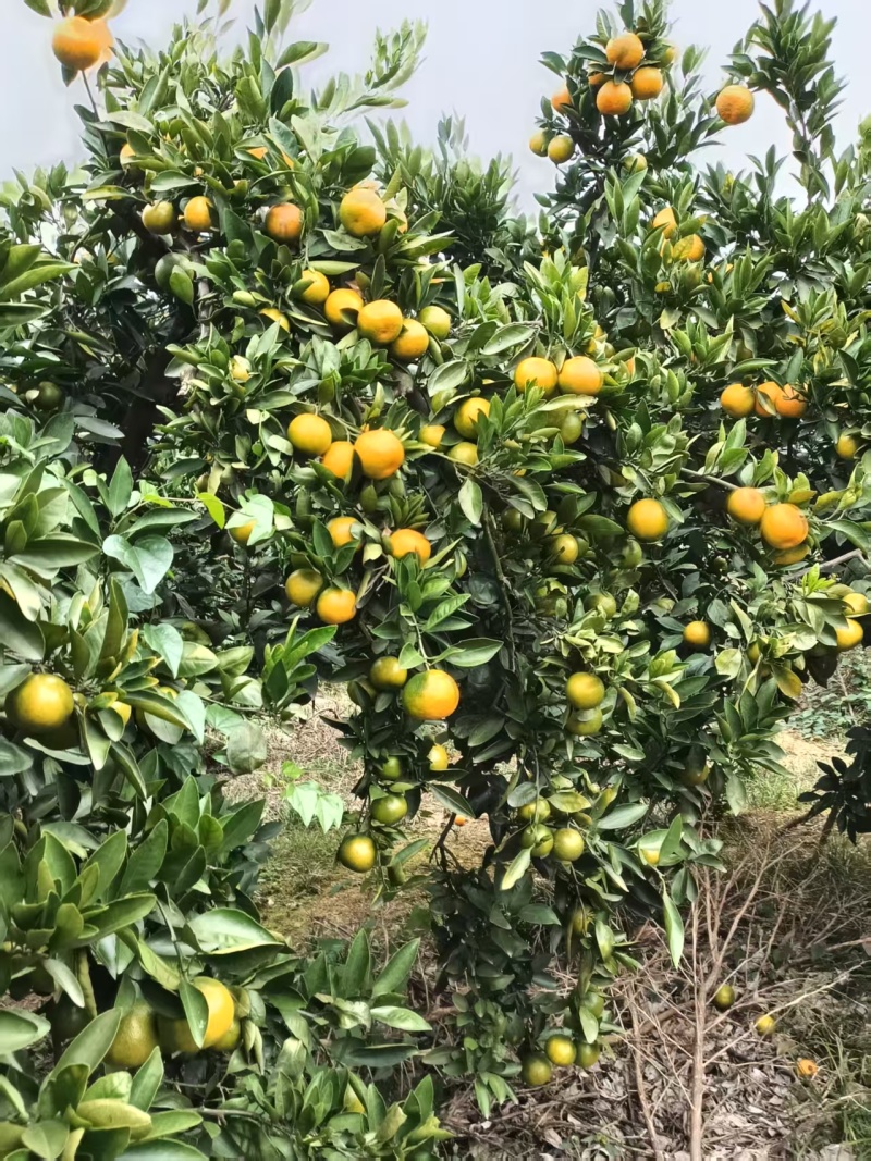 湖南精品柑橘蜜橘/桔子/量大价优/可视频看货/欢迎咨询