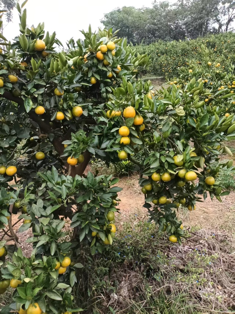 湖南精品柑橘蜜橘/桔子/量大价优/可视频看货/欢迎咨询