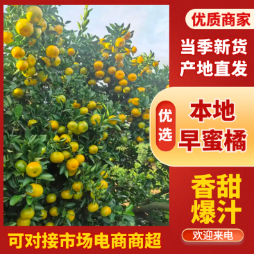 【推荐】本地早蜜橘广西蜜橘现摘现发提供洗果打蜡服务