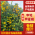 【推荐】本地早蜜橘广西蜜橘现摘现发提供洗果打蜡服务