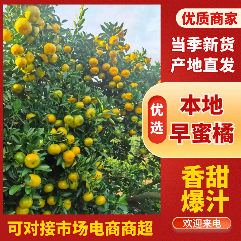 【推荐】本地早蜜橘广西蜜橘现摘现发提供洗果打蜡服务