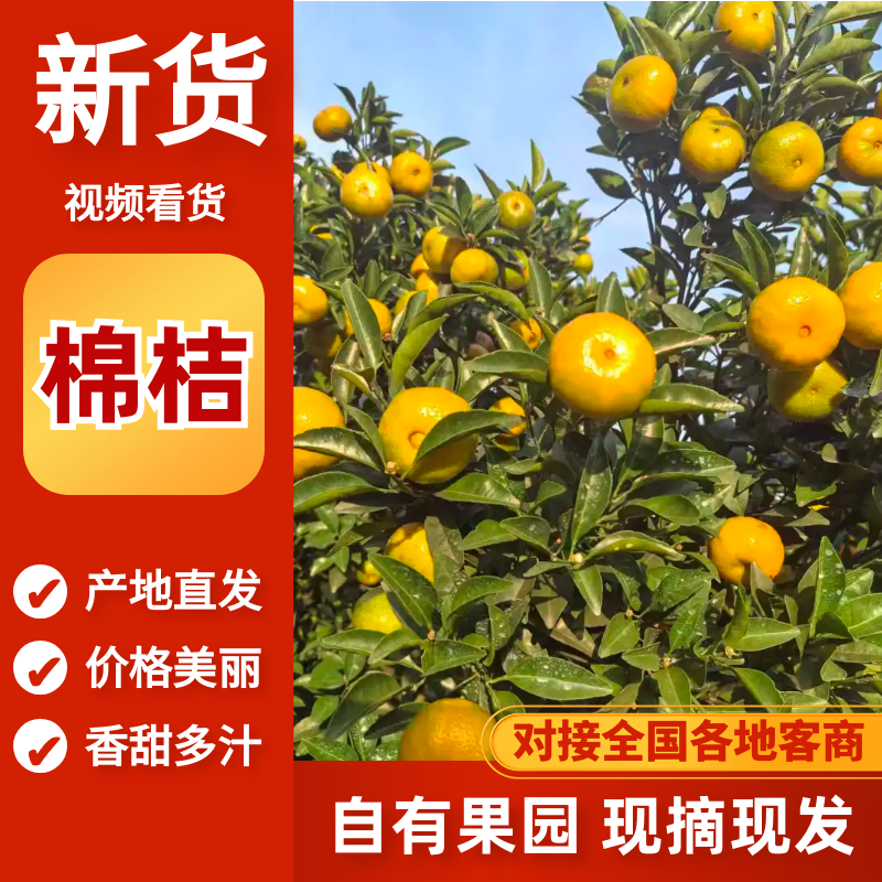 【推荐】棉桔柑桔产地一手货源保质保量对接全国等