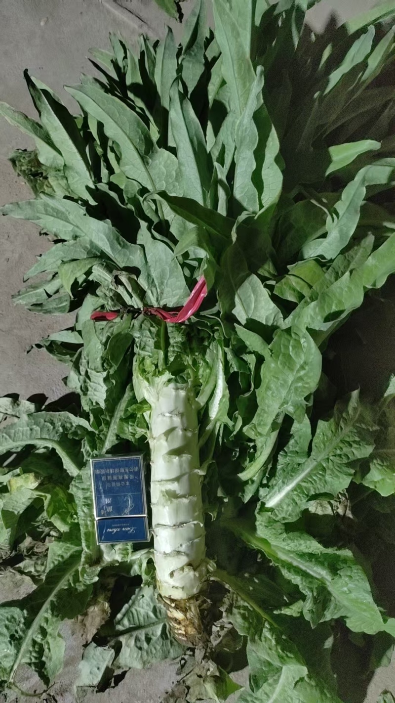 甘肃白银青皮莴笋产地直供现货批发欢迎来电洽谈