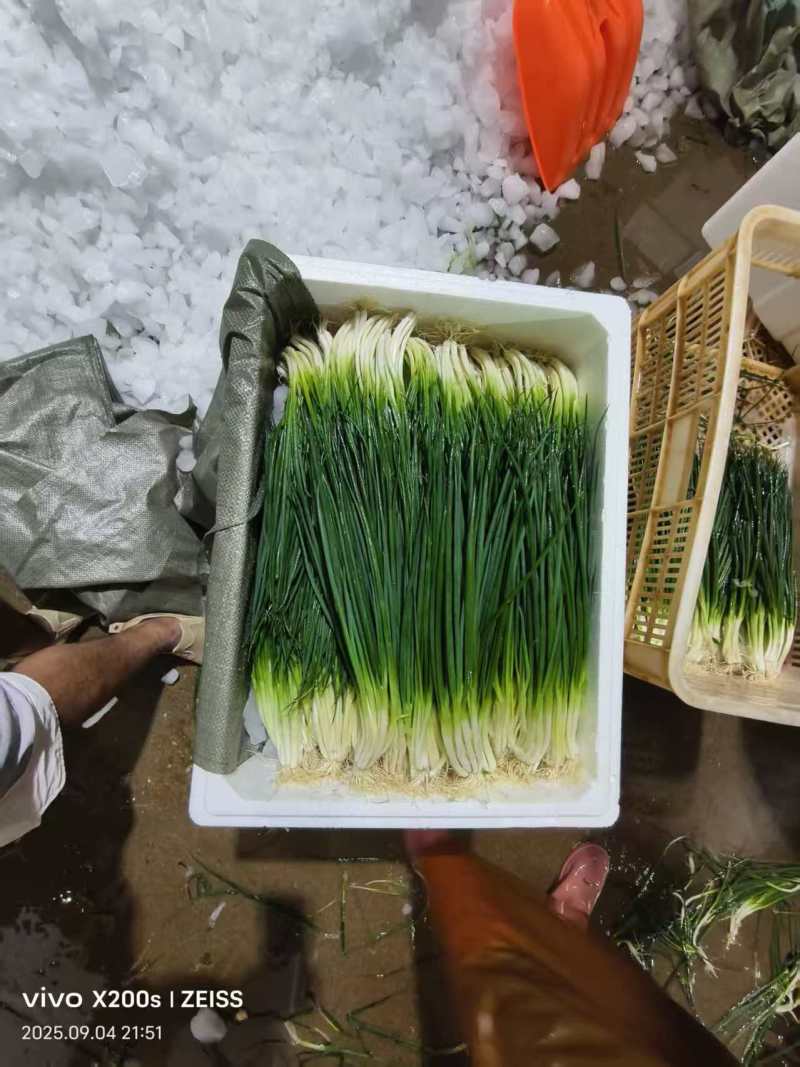 云南四季小葱对接全国市场量大从优价格优惠质量好走货快热卖