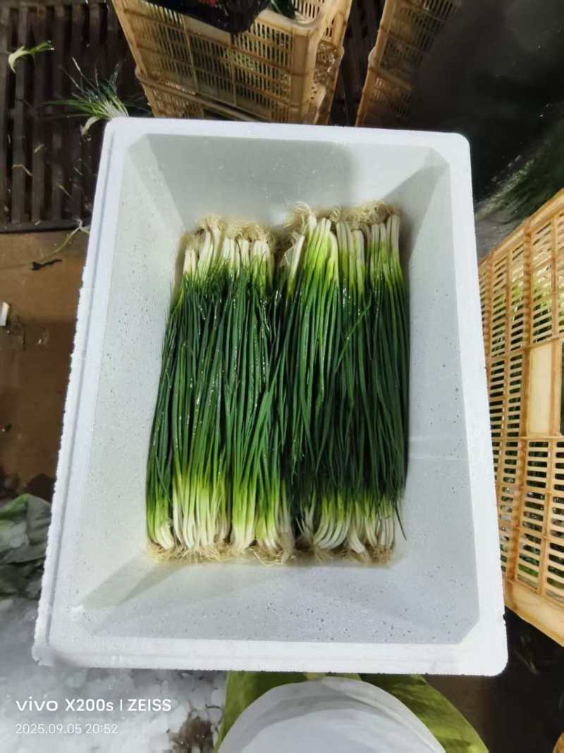 云南四季小葱对接全国市场量大从优价格优惠质量好走货快热卖