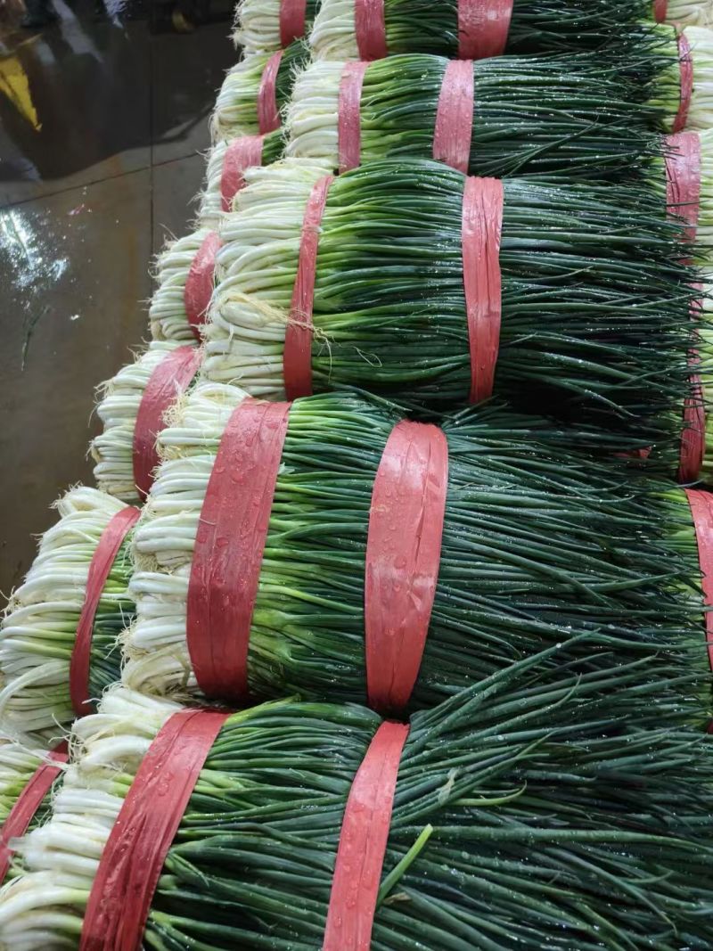 云南四季小葱对接全国市场量大从优价格优惠质量好走货快热卖