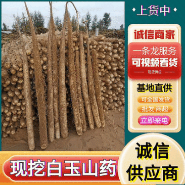 《白玉山药》陕西山药/基地现挖/现货供应中/可全国发货