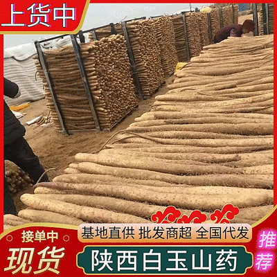 【现挖现发】白玉山药/按需代收/规格齐全/产地代发全国发