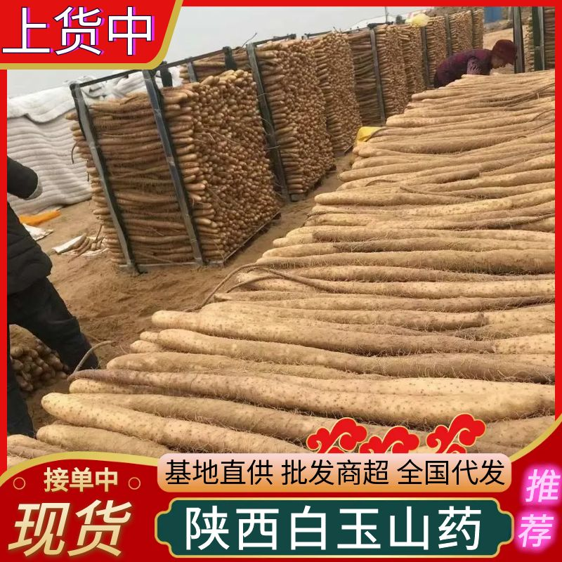 【现挖现发】白玉山药/按需代收/规格齐全/产地代发全国发