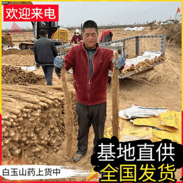 《精选》白玉山药/陕西榆林榆阳区/基地直供/可全国发货