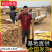 《精选》白玉山药/陕西榆林榆阳区/基地直供/可全国发货