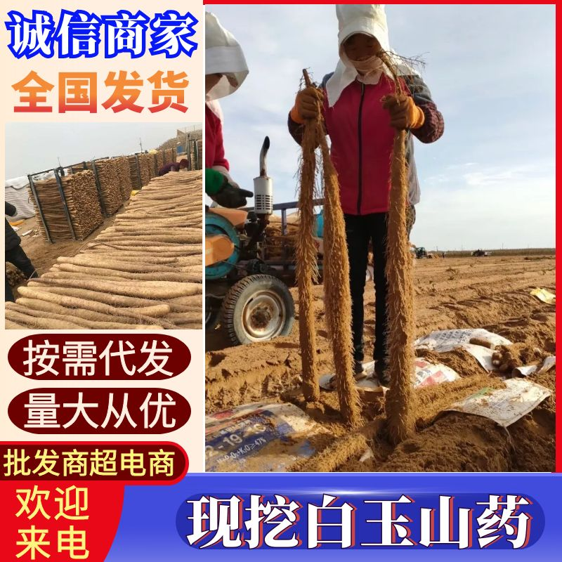 陕西白玉山药/产地现货供应中/量大全国发货/欢迎来电洽谈
