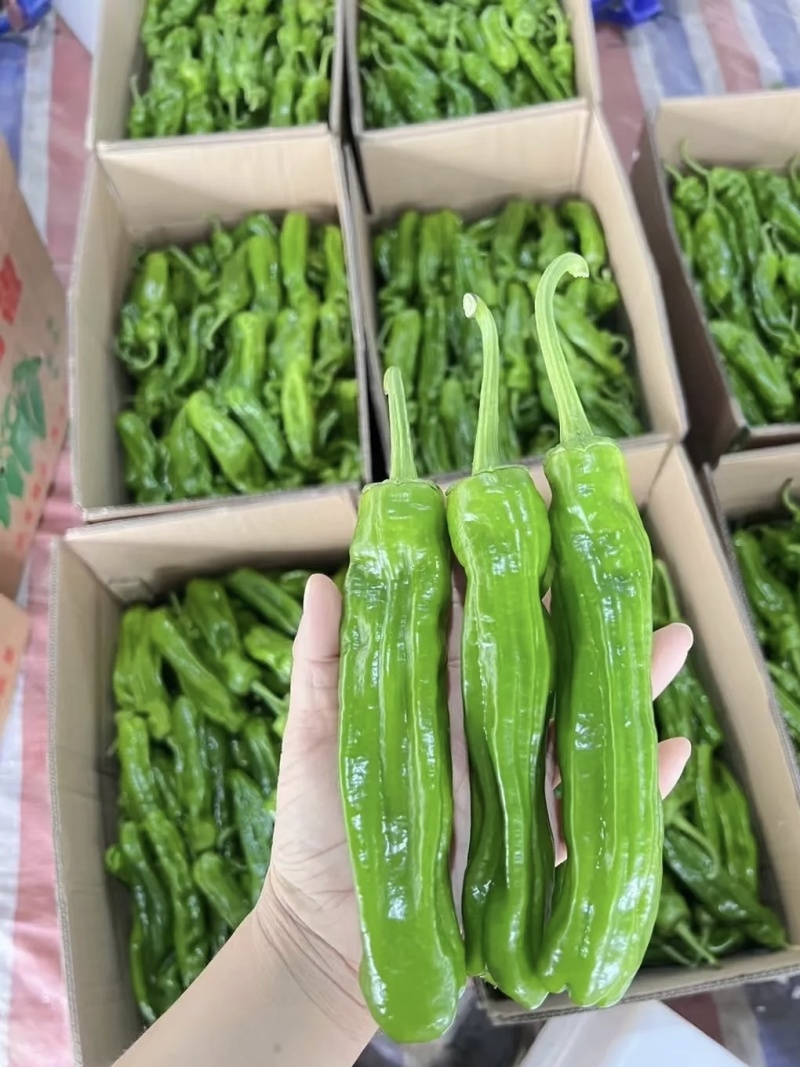 【热卖】301辣椒产地直销量大质优价格优惠一手货源