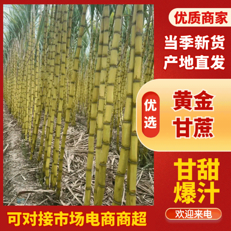 云南甘蔗黄金甘蔗产地直采无中间商口感纯甜质量三包