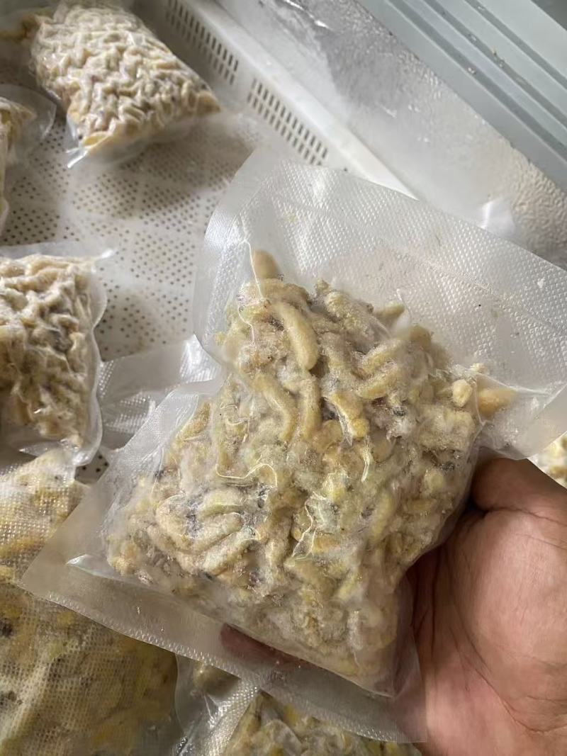 云南冷冻蜂蛹一手货源质量保证货源充足全国发货欢迎订购