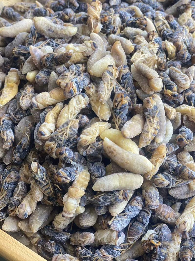 云南冷冻蜂蛹一手货源质量保证货源充足全国发货欢迎订购