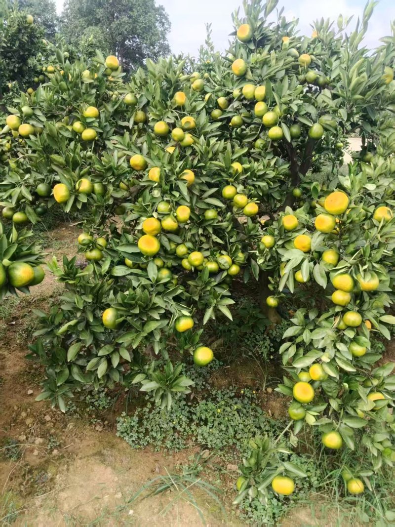 【精选】湖南常德澧县蜜橘自家果园现摘现发欢迎来电咨询