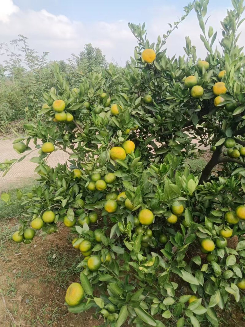 【精选】湖南常德澧县蜜橘自家果园现摘现发欢迎来电咨询