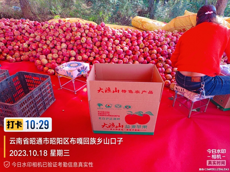 精品云南苹果，红富士苹果烟富3号大量有货新鲜采摘