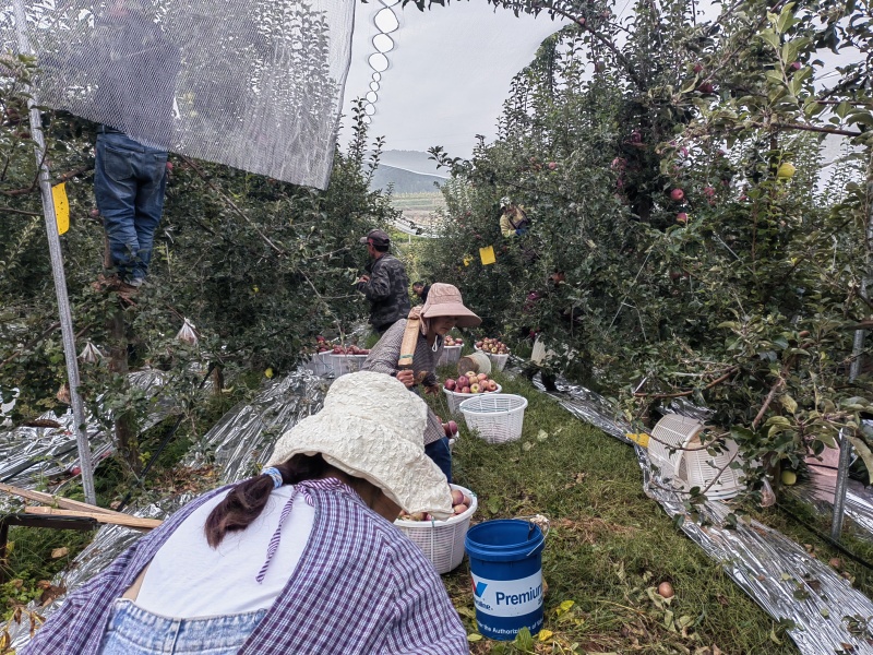 精品云南苹果，红富士苹果烟富3号大量有货新鲜采摘