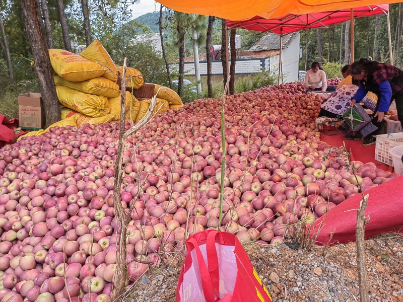精品云南苹果，红富士苹果烟富3号大量有货新鲜采摘